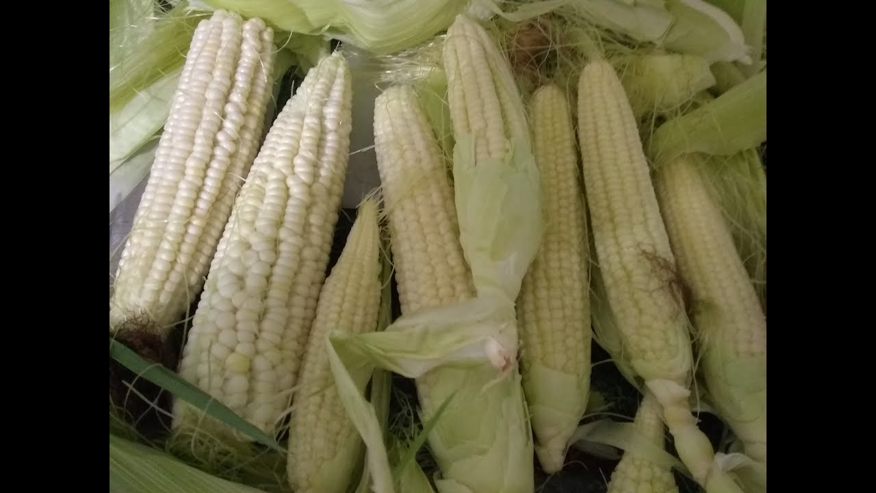 How To Grow Corn from Seed Guarantee Seeds Germinate What to Plant