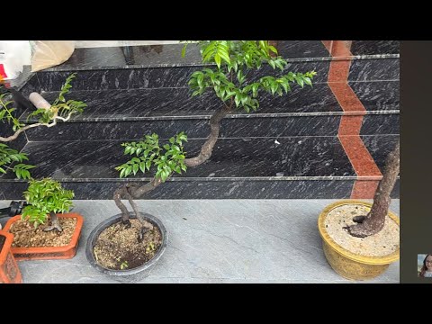 RỄ MUỘI HỒNG BÚP ĐỎ THANH HÓA SIÊU RẺ - 0382.035 821