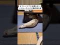もうシベリアには帰れないハスキーのコタツ撤収後 #shorts