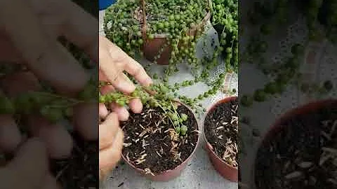 Como regar Rosário?
