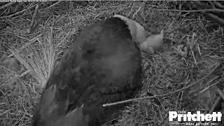 SWFL Eagles ~ HARRIET ACCIDENTALLY FLINGS E21 OUT OF THE NEST BOWL  Rolls E21 Back Under Her 1.6.23