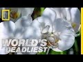 Deadly disguised orchids  worlds deadliest