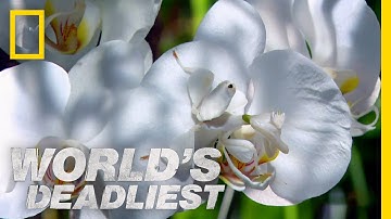 Deadly Disguised Orchids | World