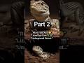 Lizard Spy Cam 🦎📷 What Happened Inside Will Shock You 😳#facts #animals #wildlife #shorts #shortvideo