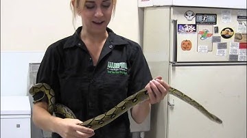 Sunfire Reticulated Python het Albino