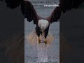 Nothing Is Impossible 🦅 | Powerful Mindset Motivation #shorts #motivation #stayfocused #quotes