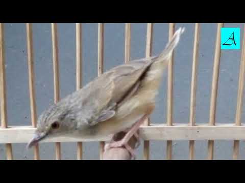 Burung Prenjak Gunung Mana Yang Tidak Nyaut Dan Gacor Dengan