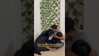 Stop Going To The Pharmacy Get Pet Meds Delivered With Vetic