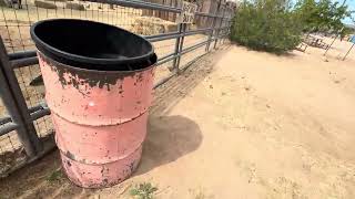 We saw the animals today Pioneertown yucca valley ￼