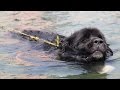 Super Swimmer Dogs Save Lives: SUPERPOWER DOGS の動画、YouTube動画。