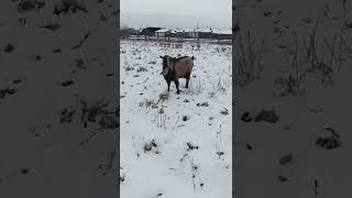 Козел смачно ест капусту зимой