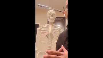 Contusions of the Sternum: What Are They?