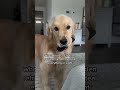 My Dog Can T Get Enough Of Stealing The Remote Dogs Doglover Dog Goldenretriever Shorts mp3