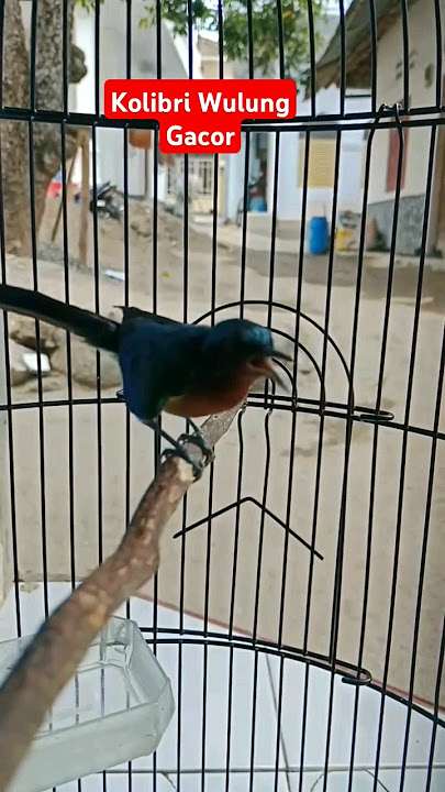 Kolibri Wulung Gacor Masteran Murai Batu #burung #masteranmuraibatufullisian #kicaumania