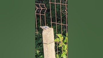 Dzilnītis / The Eurasian nuthatch (Sitta europaea) 🤩 #nature #birds #birding