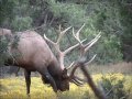 Arizona Elk Video-Giant 7X7 Bull by Colburn and Scott Outfitters