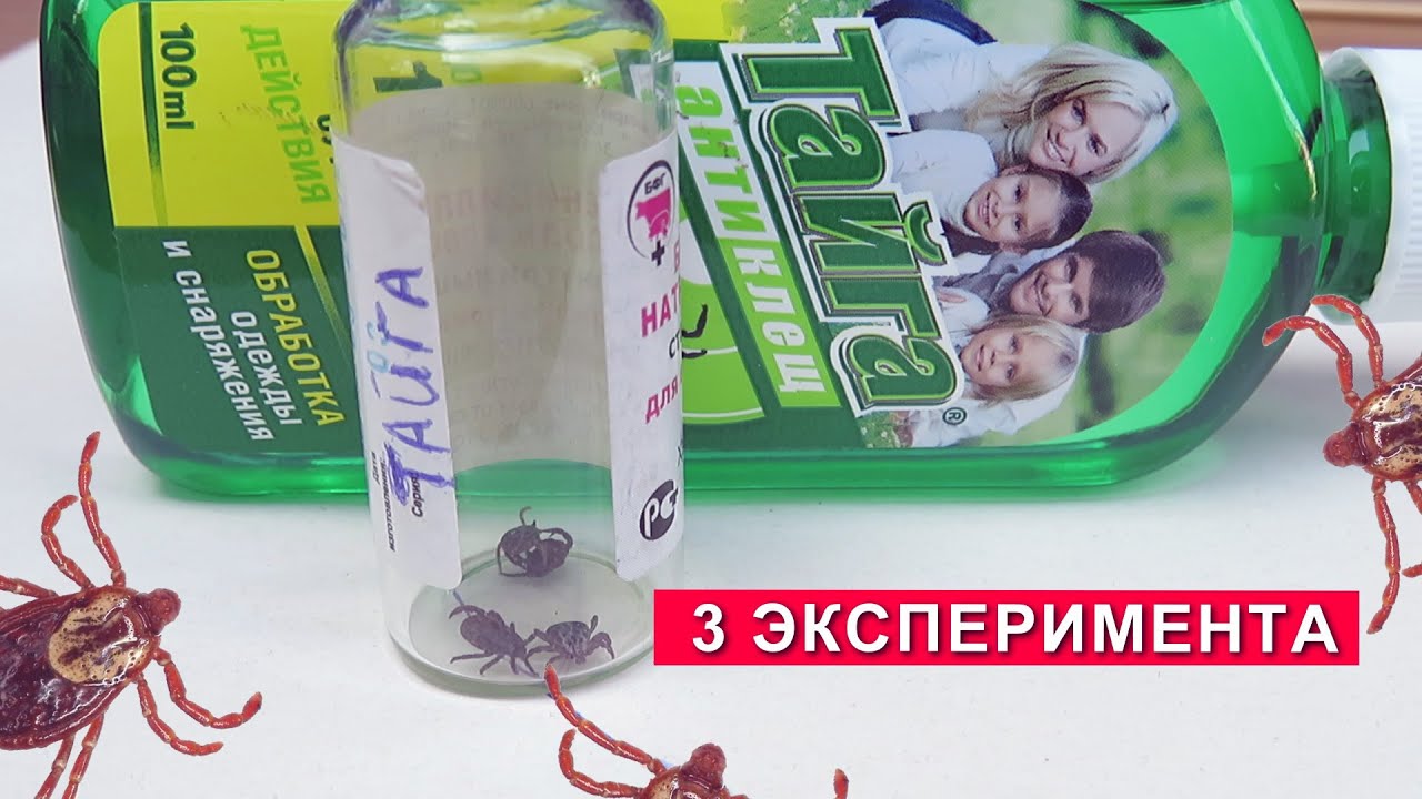 Тайга Антиклещ: Эксперименты с аэрозолем на паразитах - YouTube