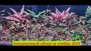 видео: Аквариумный обзор за ноябрь 2024 картинка: Аквариумный обзор за ноябрь 2024