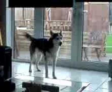 Yukon talking husky he loves to say HELLO - Can you hear him - DayDayNews