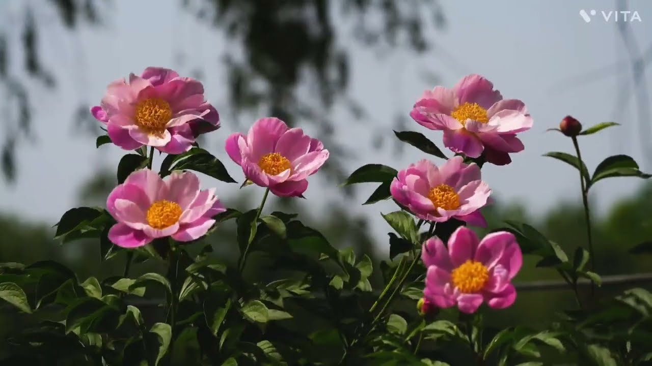 Beautiful flower videos ❤️nature relaxing video 