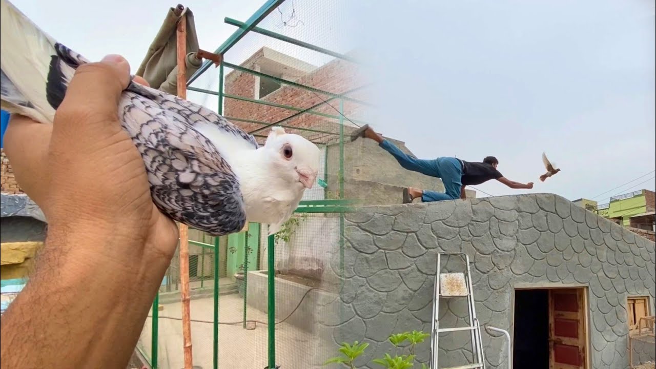 Bht Piary Kbooter Aiy Aj Ghr😍