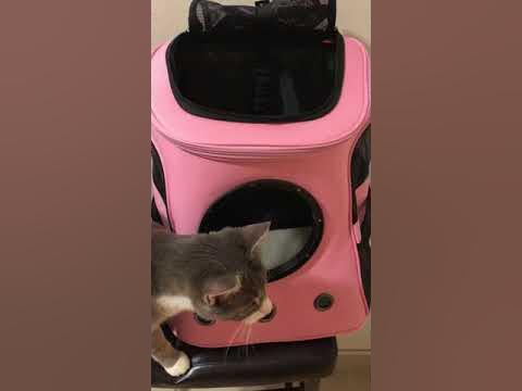 The Fat Cat Cat Backpack(For Larger Cats) - Bubble Pet Carrier Aqua