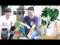 龜背芋分株及種植經驗分享 文青網美拍照必備  -株式会社Max。feat.podcaster 無聊日記 韋恩