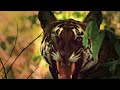 Una tigresa ataca a un grupo de monos | National Geographic España