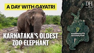 Bannerghatta zoo’s blind and deaf elephant spends her nights in the forest