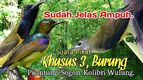 SUARA PIKAT AMPUH KHUSUS 3,BURUNG. PIJANTUNG. SOGON KOLIBRI WULUNG..