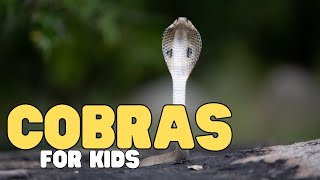 Cobras for Kids | Learn all about these fascinating reptiles! by Learn Bright 5,004 views 2 weeks ago 8 minutes, 7 seconds