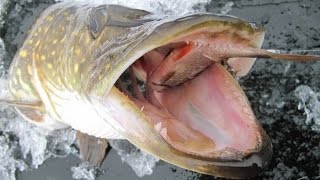 Громадная щука 7 кг Щука на жерлицы. Зимняя рыбалка Pike Fishing(Громадная щука 7 кг Щука на жерлицы. Зимняя рыбалка Pike Fishing Словил щуку на 7 кг длинной 1м под Киевом на реке..., 2012-03-10T19:24:18.000Z)