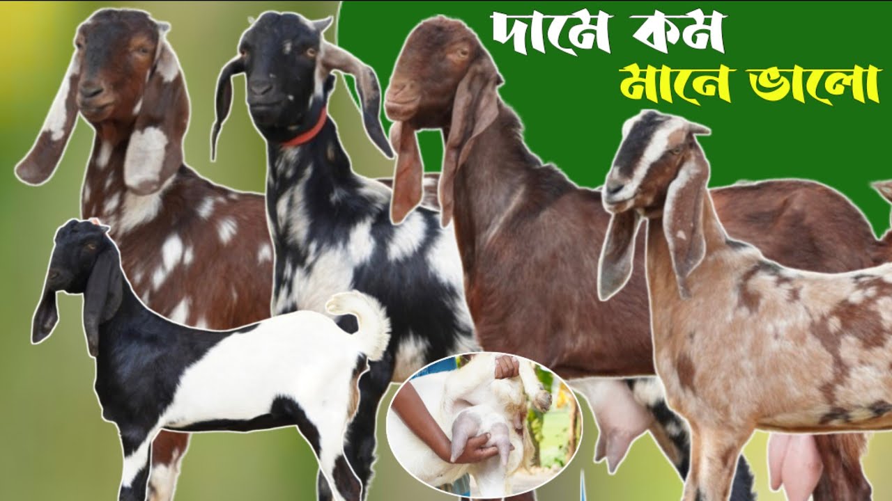কম দামে সেরা মানের উন্নত  এবং ক্রস জাতের খামার উপযোগী ছাগল কিনুন নাটোর জেলা থেকে | #goat 