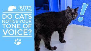 Do Cats Notice Your Tone of Voice? by Kitty Help Desk 161 views 4 months ago 6 minutes, 52 seconds