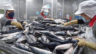 Mackerel Cutting Processing Plant, Japanese Set Meal / 鯖魚加工, 一夜干定食 - Food Factory
