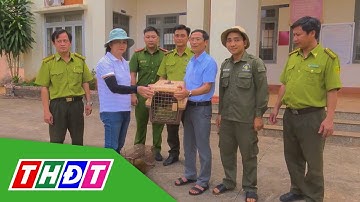 Bình Phước: Người dân bàn giao rái cá quý hiếm | THDT