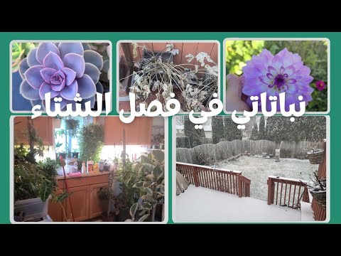 فيديو: تنظيف الحدائق خلال الشتاء - ماذا تفعل في الحديقة خلال الشتاء