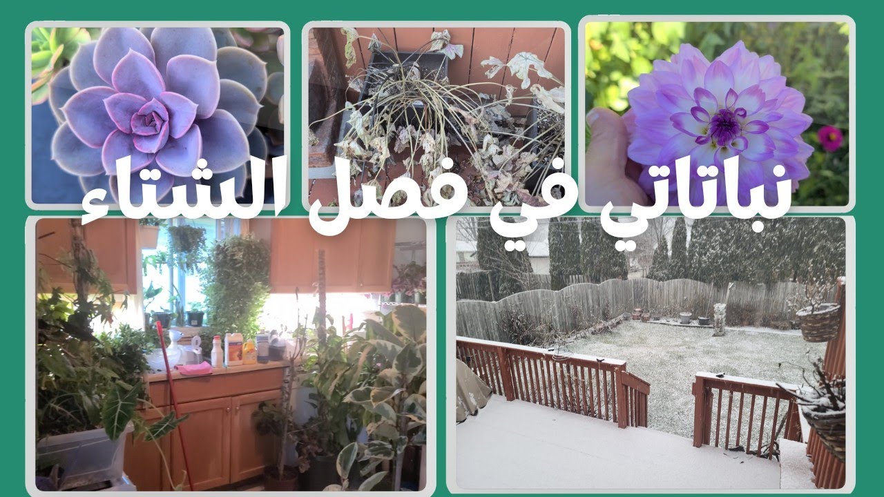 العناية بالنباتات في فصل الشتاء Winter plant care