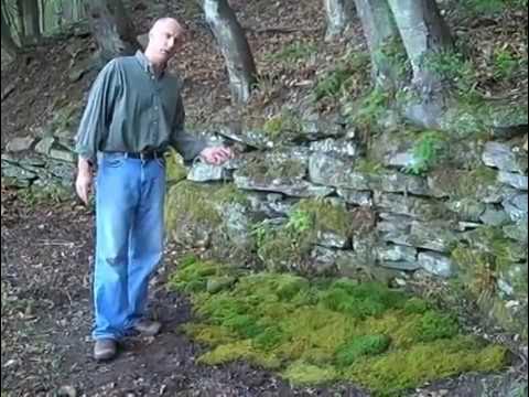 DIY Moss Centerpiece - Coffee Table Decor 