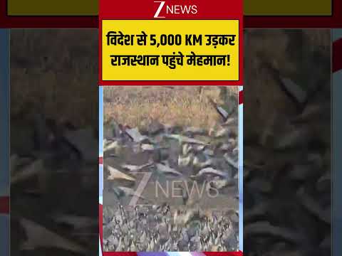 Viral Video: विदेश से 5,000 KM उड़कर राजस्थान पहुंचे मेहमान! | #viral #rajasthan #birds #immigration