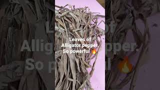 leaves of alligator pepper 🔥