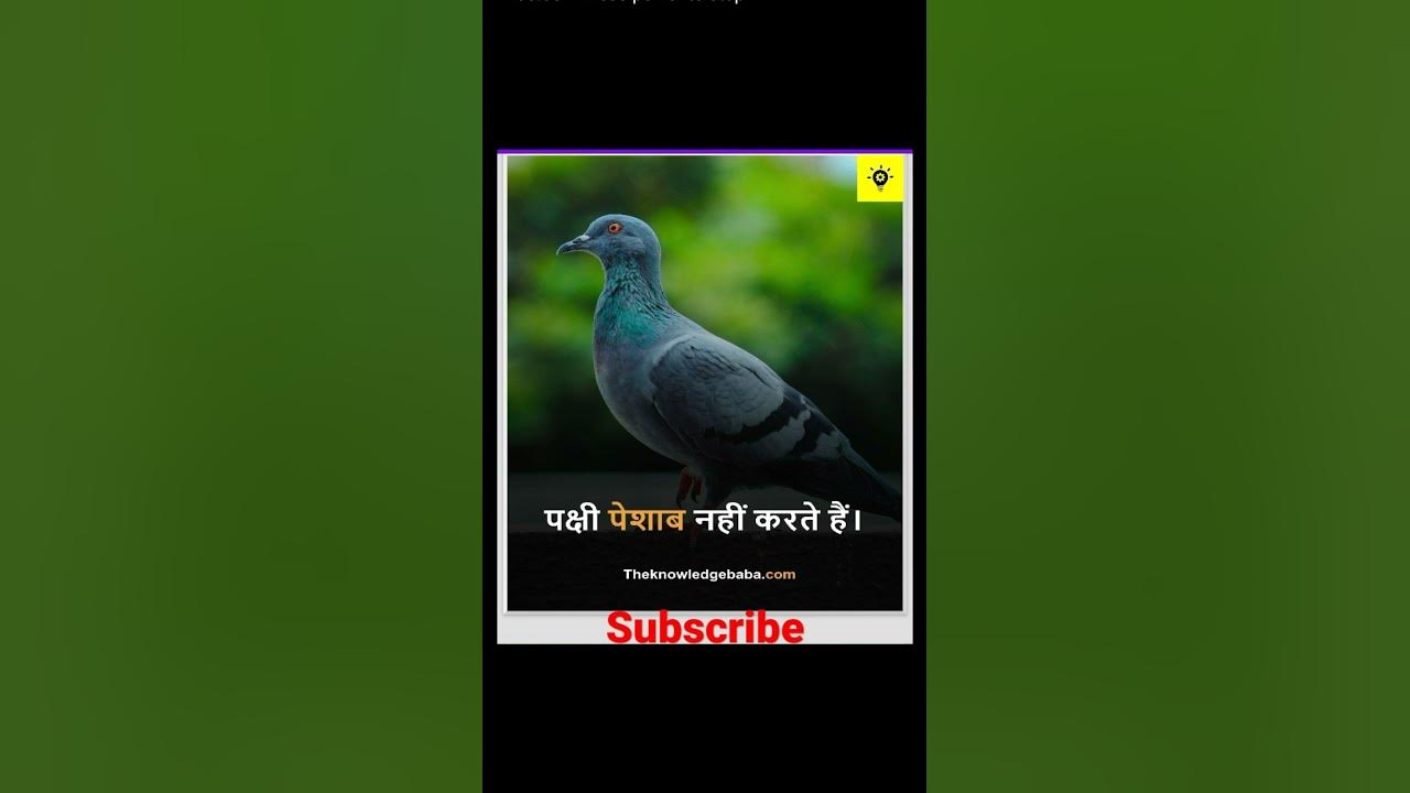 comment-mein-rashtriy-pakshi-ka-naam-bataen-youtube