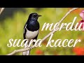 Pancingan kacer gacor buat kacer yang malas bunyi dan kacer bahan