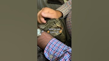 How to pet a cat (the RIGHT way!)