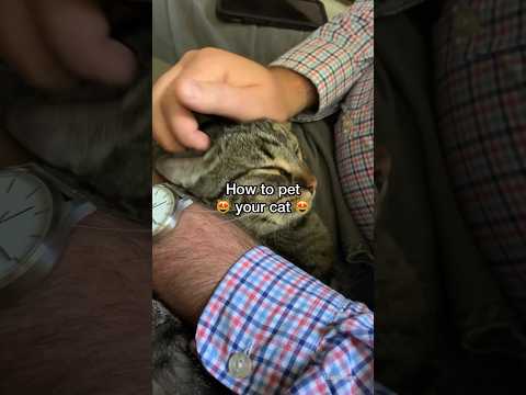 Video: Hoe tabby cats die m gekry het?