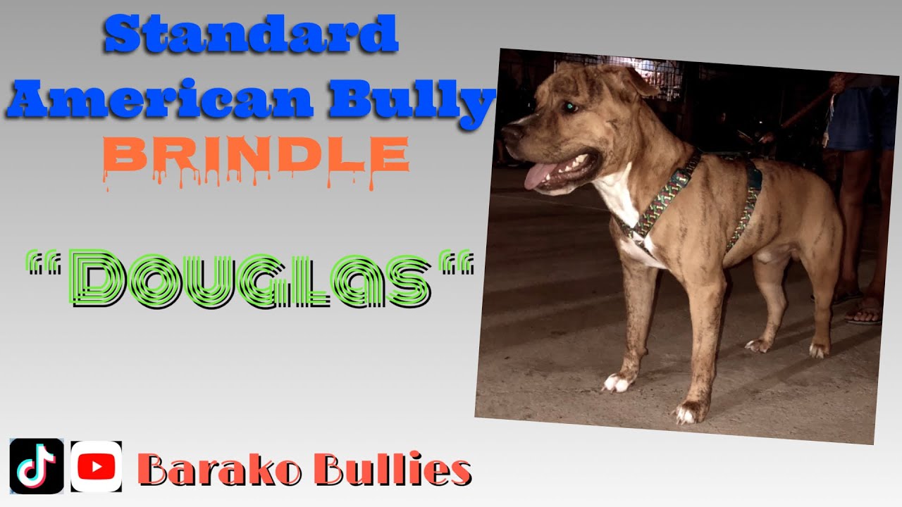 Standard American Bully Brindle Our First AmBully Dog Douglas 