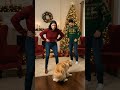 Expectation vs. Reality: Christmas Card Photoshoot - Dog Edition!