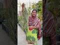 How to Store Curry Leaves (Karri Patta) for Lasting Full of Flavor. #curryleaves #organicfarming