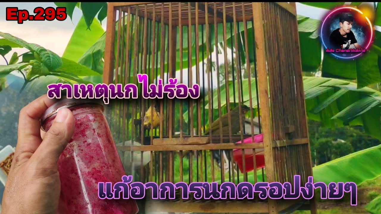 เสียงนกดอกแตงEp.295 วิธีแก้อาการนกดรอป สาเหตุที่นกไม่ค่อยจะร้อง (Stripe-throated Bulbul)