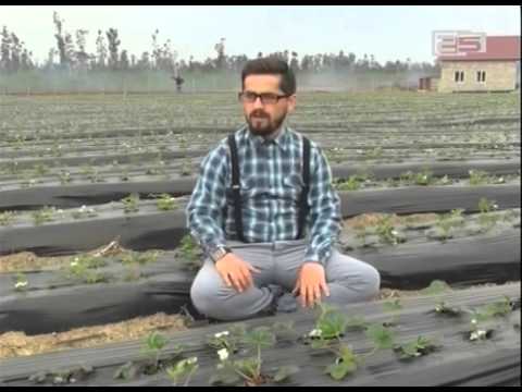 26 წლის აგრონომი და ფერმერი - თომა ხალვაში